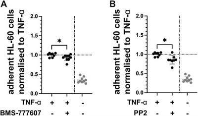 Pharmacological inhibition of protein tyrosine kinases axl and fyn reduces TNF-α-induced endothelial inflammatory activation in vitro